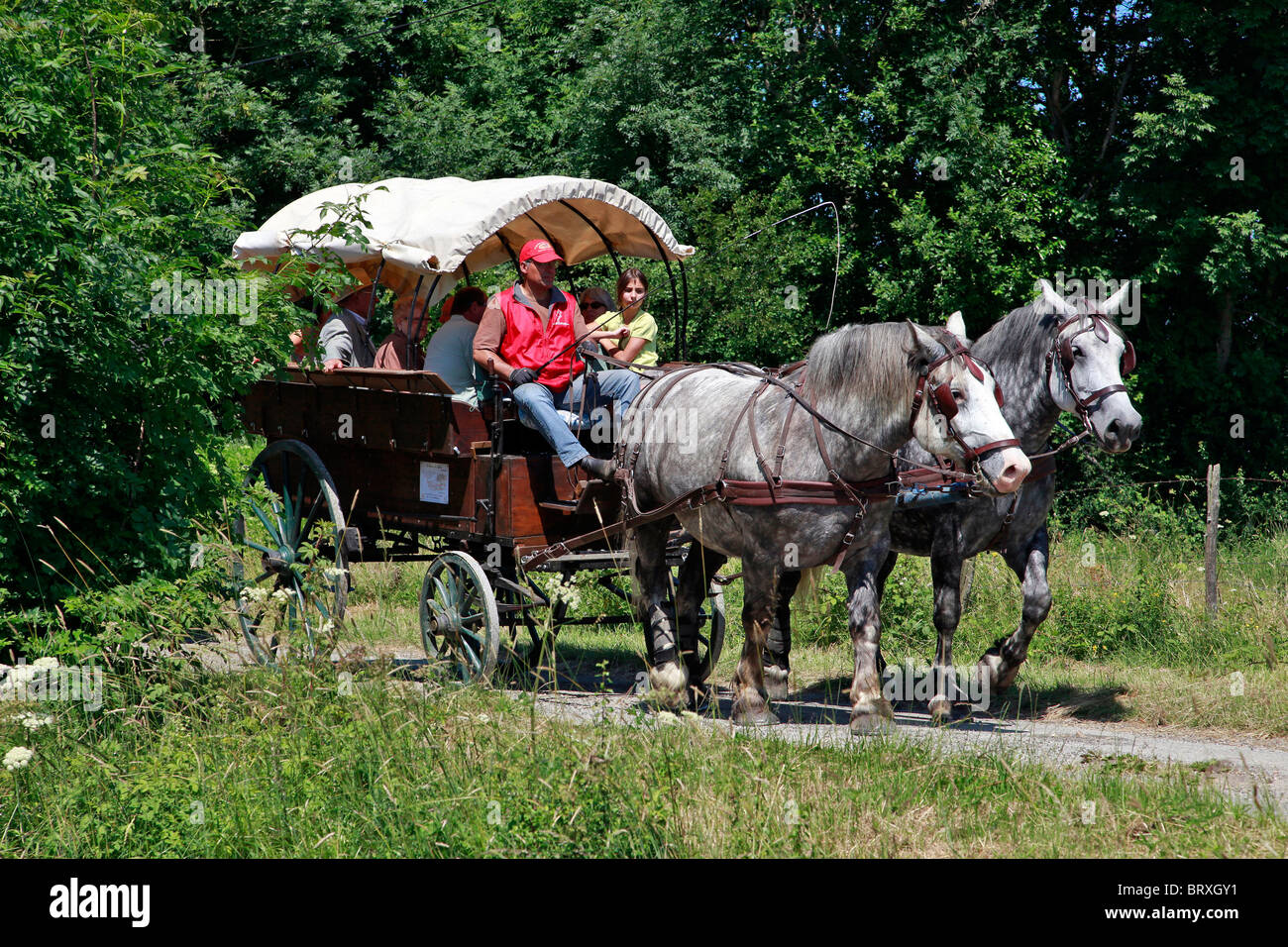 Chevaux Percherons, perche, FRANCE Banque D'Images