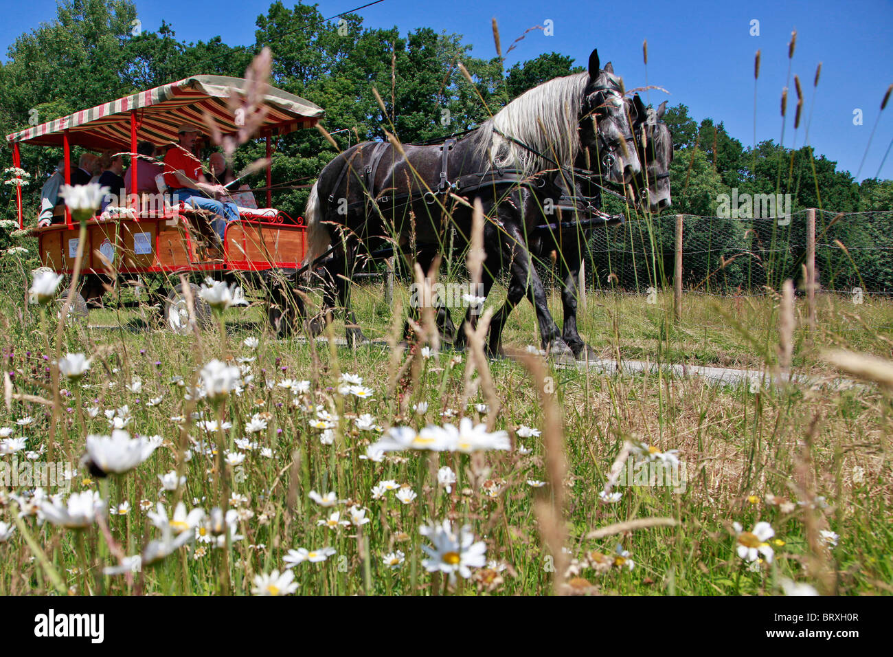 Chevaux Percherons, perche, FRANCE Banque D'Images