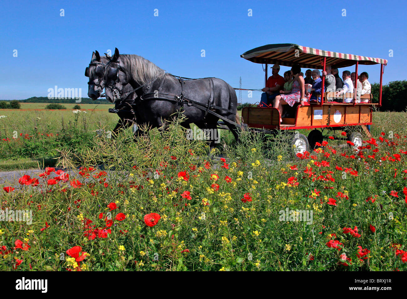 Chevaux Percherons, perche, FRANCE Banque D'Images