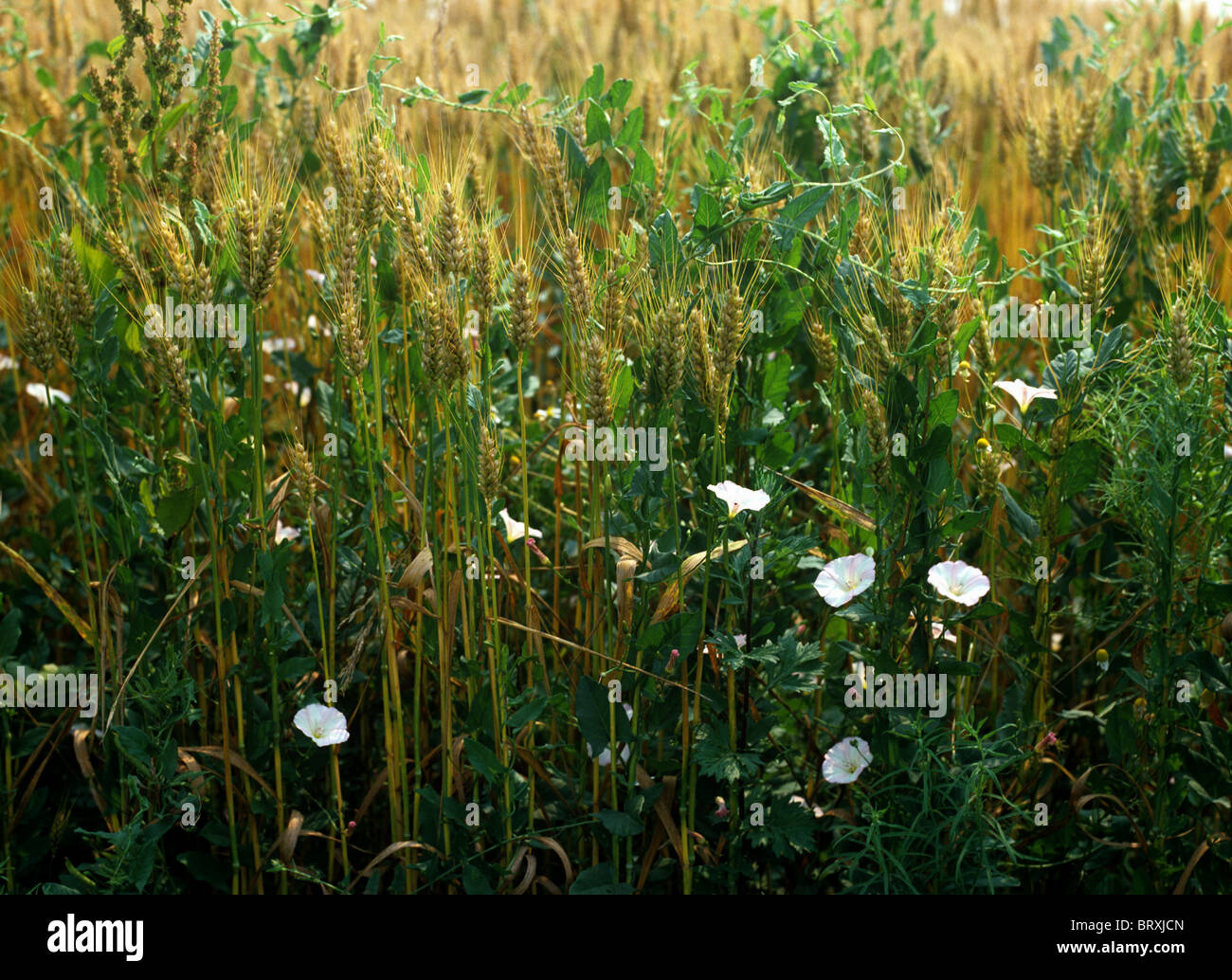 Le liseron des champs (Convolvulus arvensis) floraison annuelle de mauvaises herbes arables dans une culture de blé, France Banque D'Images