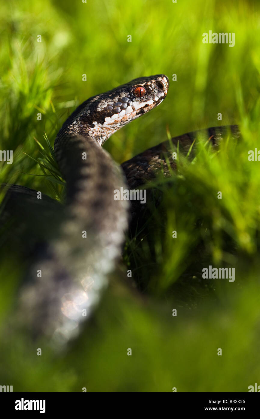 Vipera berus, l'additionneur européen commun européen commun ou viper. Banque D'Images