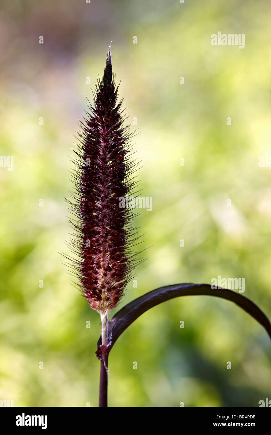 Millet - annuelle Pennisetum glaucum 'Purple Majesty' Banque D'Images