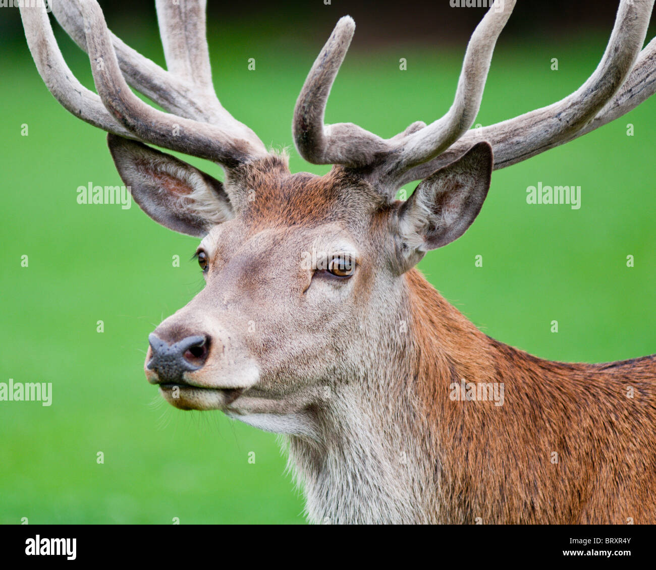 Un gros plan d'une Red Deer stag - Cervus elaphus Banque D'Images