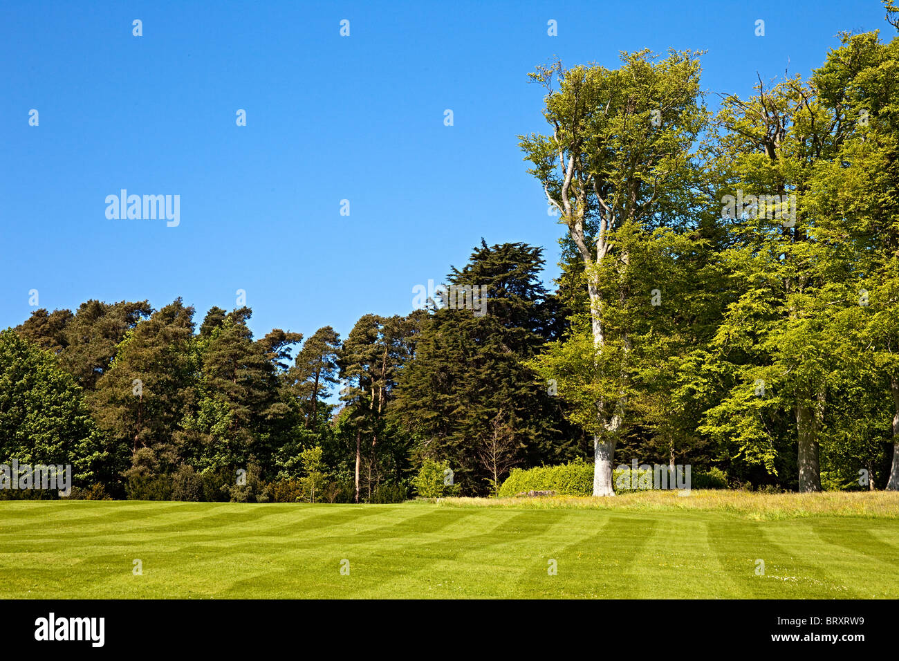 Une belle pelouse à rayures avec des arbres en arrière-plan Banque D'Images