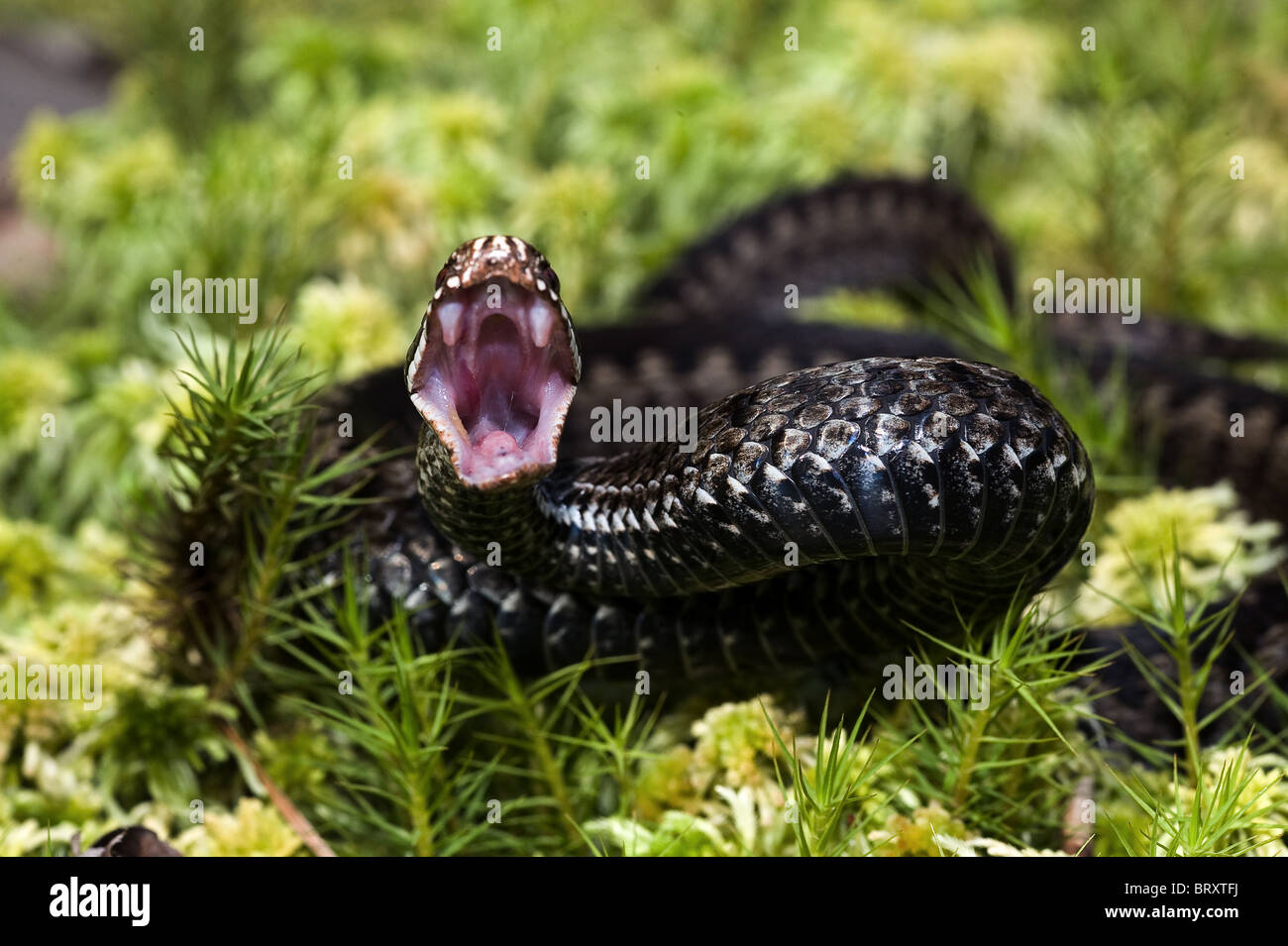 Vipera berus, l'additionneur européen commun européen commun ou viper, est une espèce de vipère venimeuse qui est extrêmement répandu. Banque D'Images