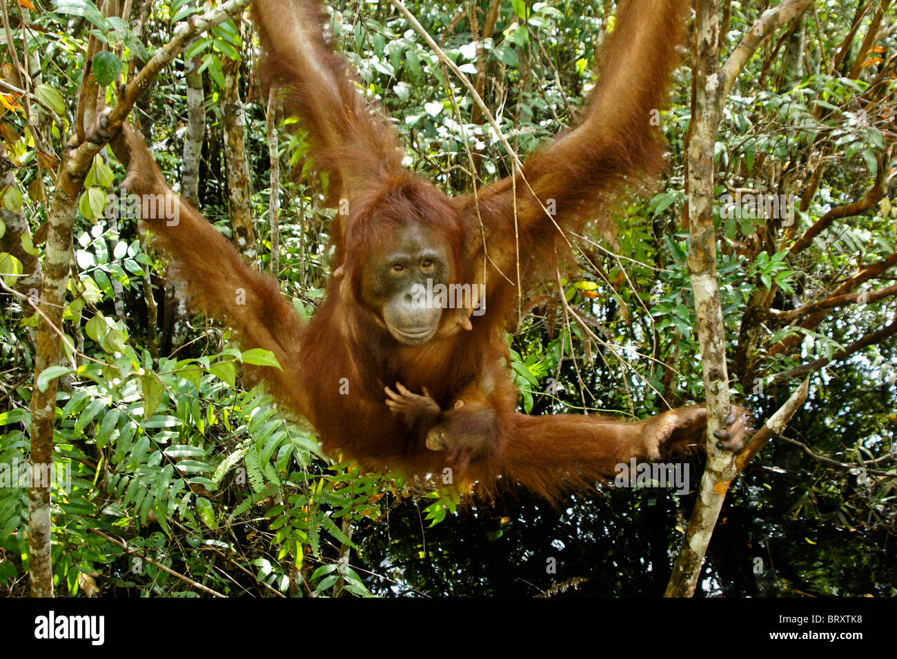 Orang-outan avec bébé suspendu à partir de la branche d'arbre, Bornéo, Indonésie Banque D'Images