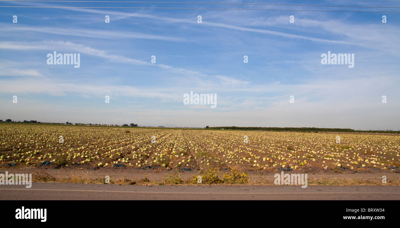 Un champ de pastèques en décomposition près de Escalon Californie Banque D'Images