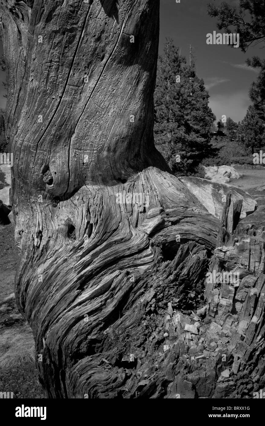 Un arbre mort et survécu dans les montagnes de la Sierra Nevada en Californie Banque D'Images