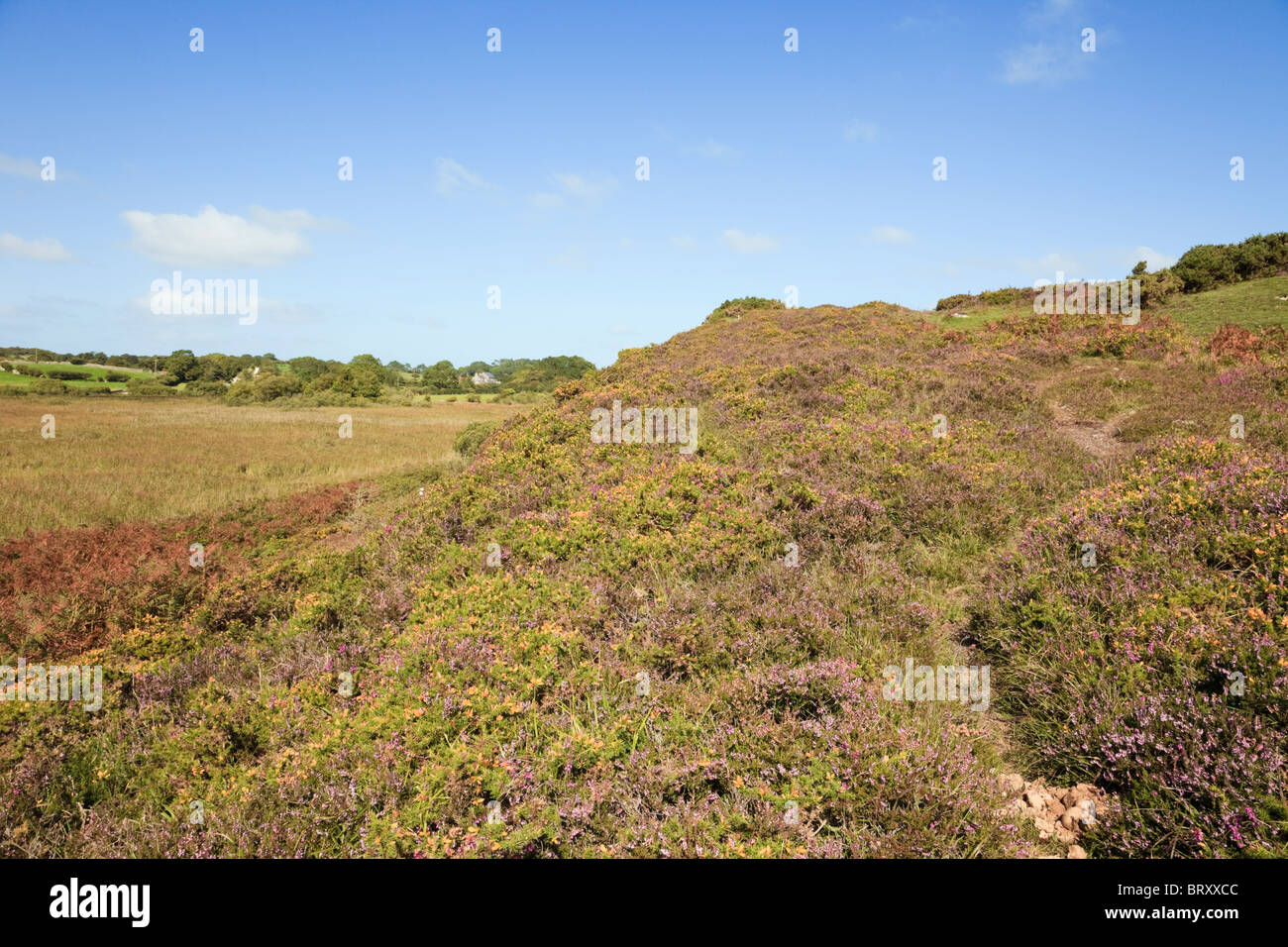 Vue sur la réserve naturelle locale de Cors Goch avec floraison de bruyère à la fin de l'été. Llanbedrgoch, Benllech, Île d'Anglesey, Pays de Galles du Nord, Royaume-Uni Banque D'Images