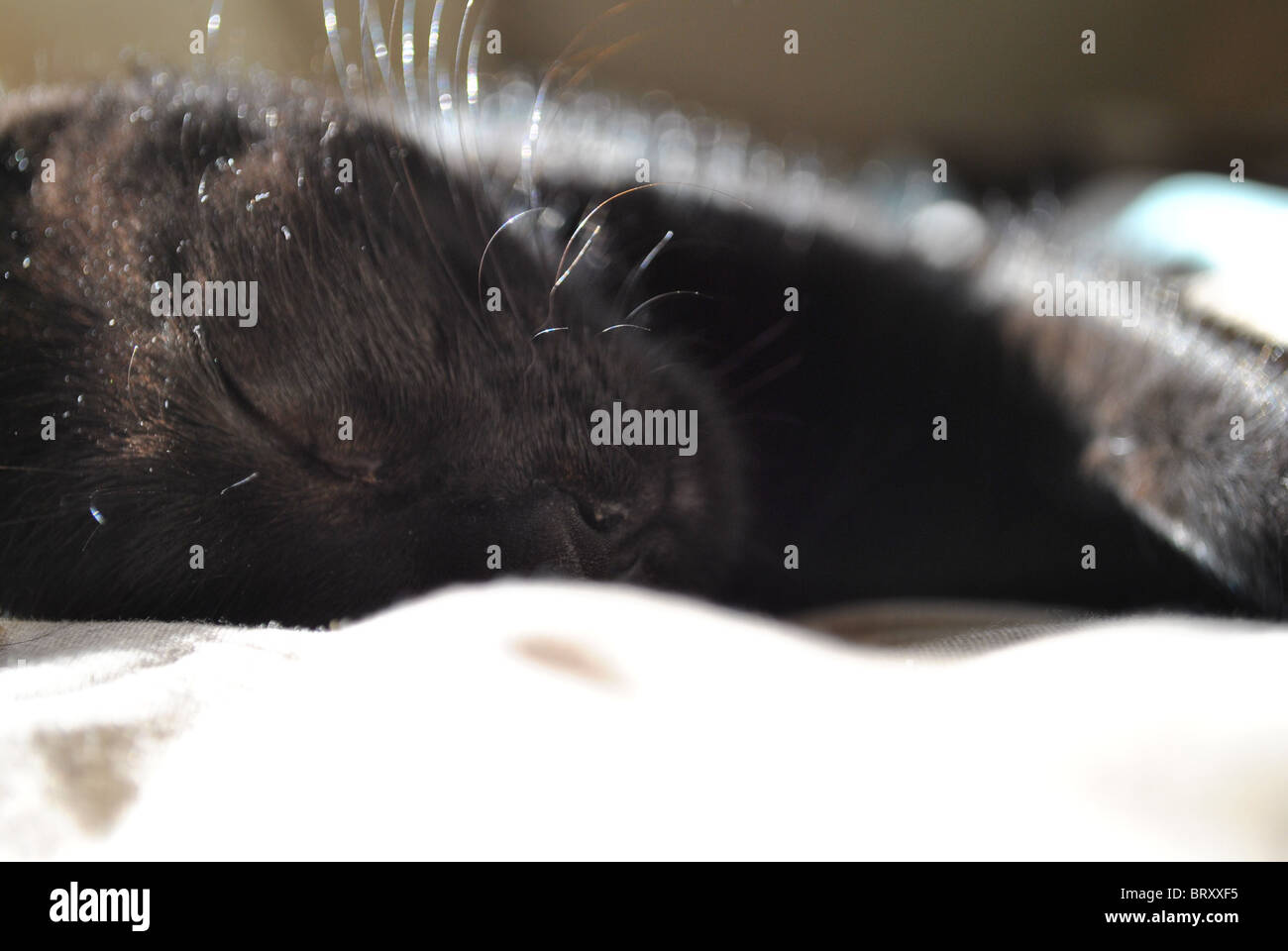 Close up d'un chaton noir à dormir sur un lit avec le soleil qui se reflète sur sa fourrure. Banque D'Images