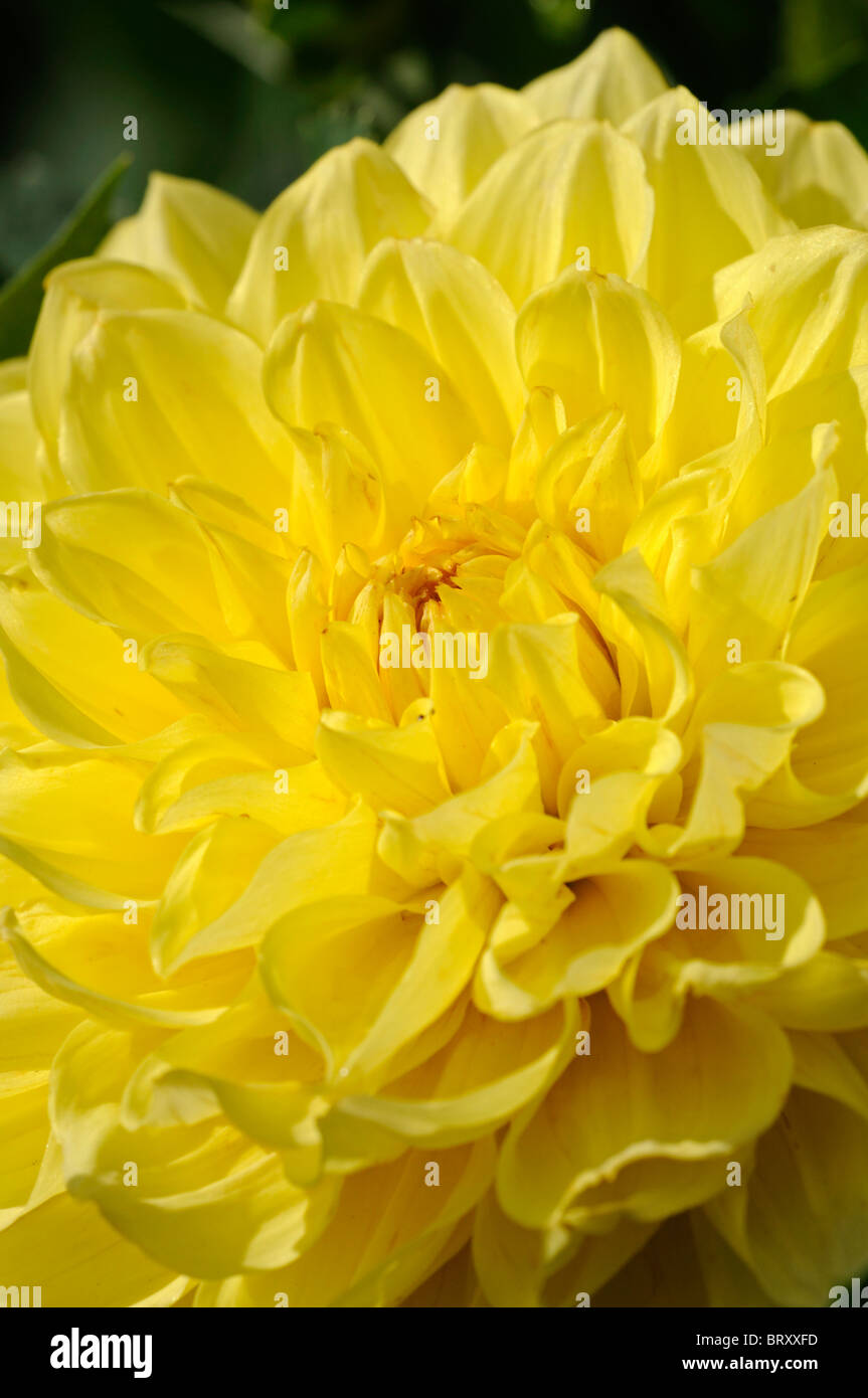 Dahlia mascot maya synonyme Charlie Deux décoratif Mellen S fleur jaune fleur couleur coloré coloré couleur Banque D'Images