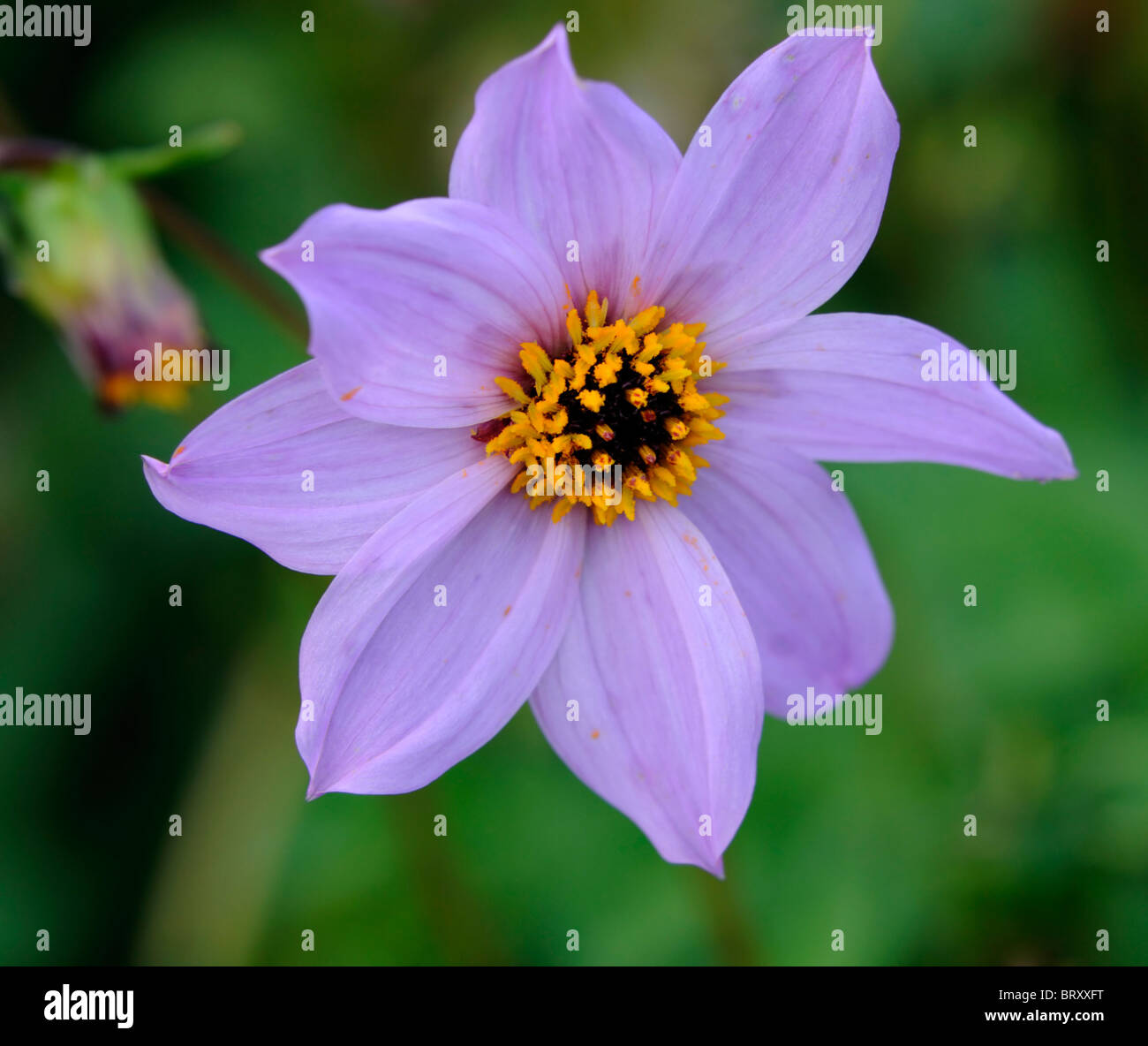 Dahlia Merckii Rose Unique Lilas Lilas Type De Variété D