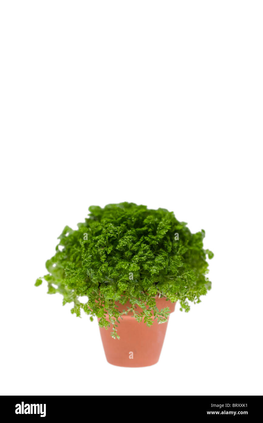 Plante en pot Banque D'Images