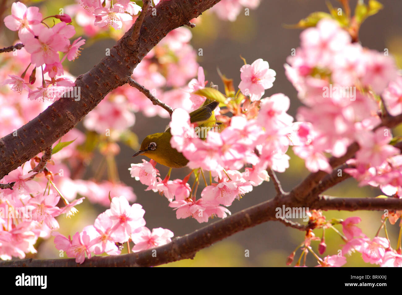 Japanese white-eye (Zosterops japonicus) perching cherry tree, Kanagawa Prefecture, Honshu, Japan Banque D'Images