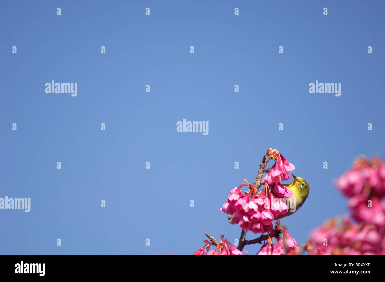Japanese white-eye (Zosterops japonicus) perching cherry tree, Kanagawa Prefecture, Honshu, Japan Banque D'Images