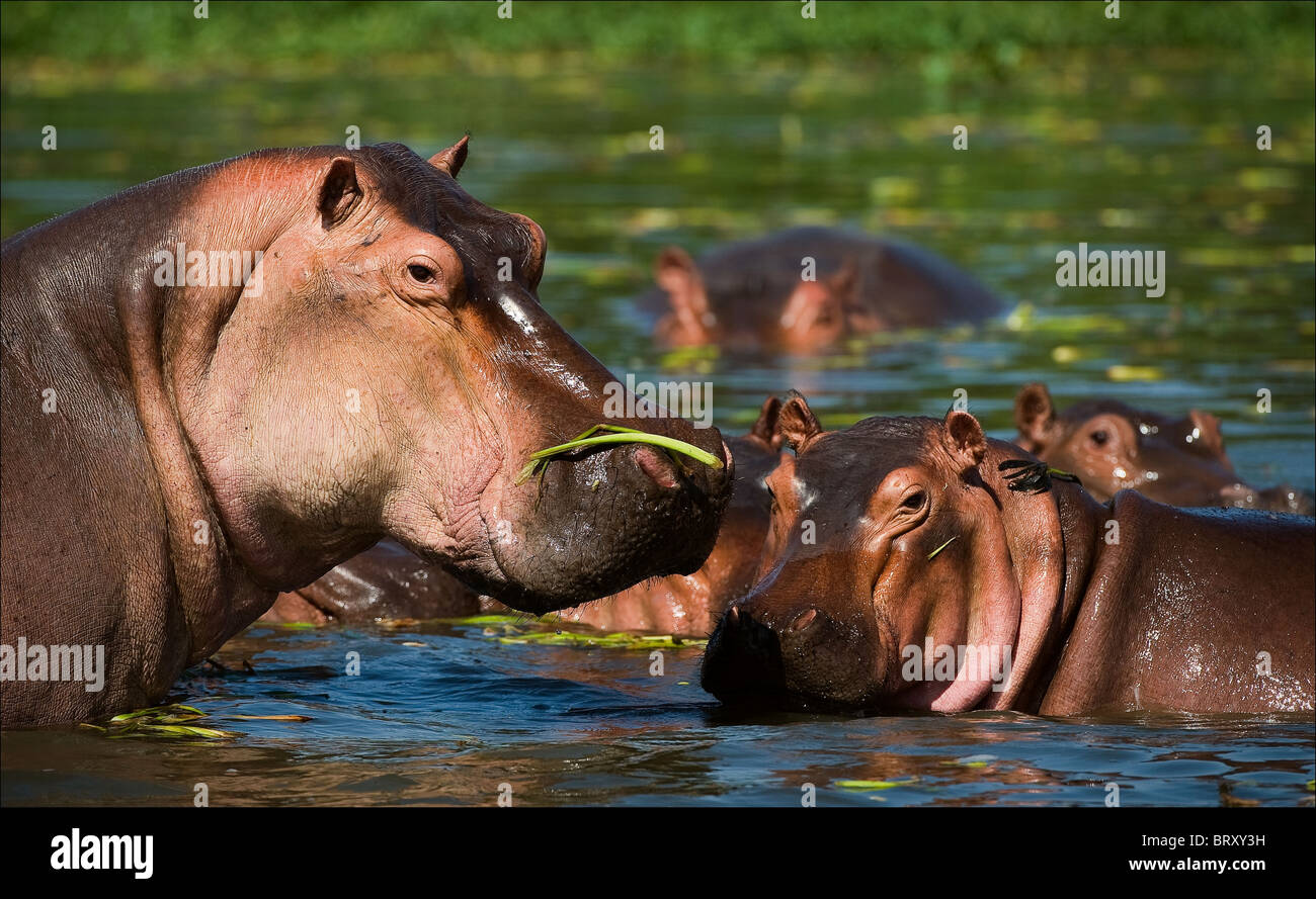 Hippopotame dans une tourbière. Le beau et chaud soleil l'hippopotame se cache la douce peau des rayons du soleil sous l'eau Banque D'Images