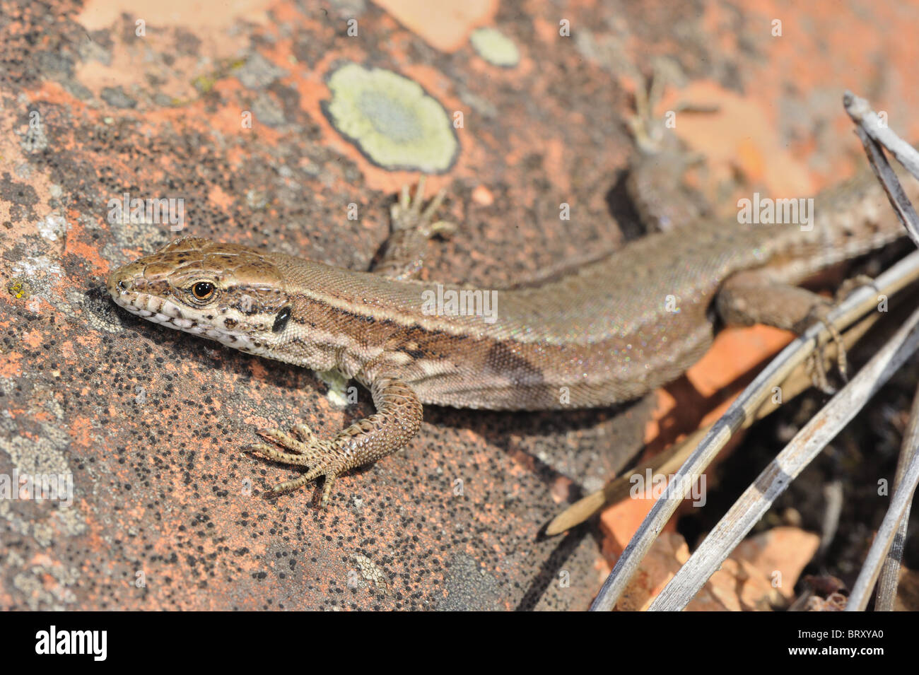 Lézard des murailles lézard des murailles - (Podarcis muralis) Réchauffement climatique sur les tuiles d'un ancien abri de jardin Banque D'Images