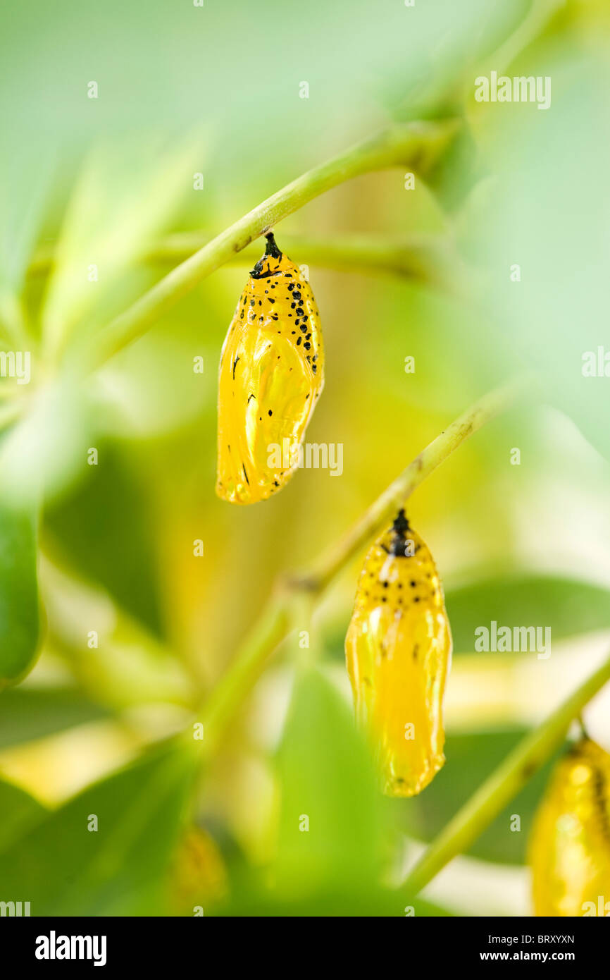 Cocon de papillon cerf-volant de papier, Okinawa Prefecture, Japan Banque D'Images