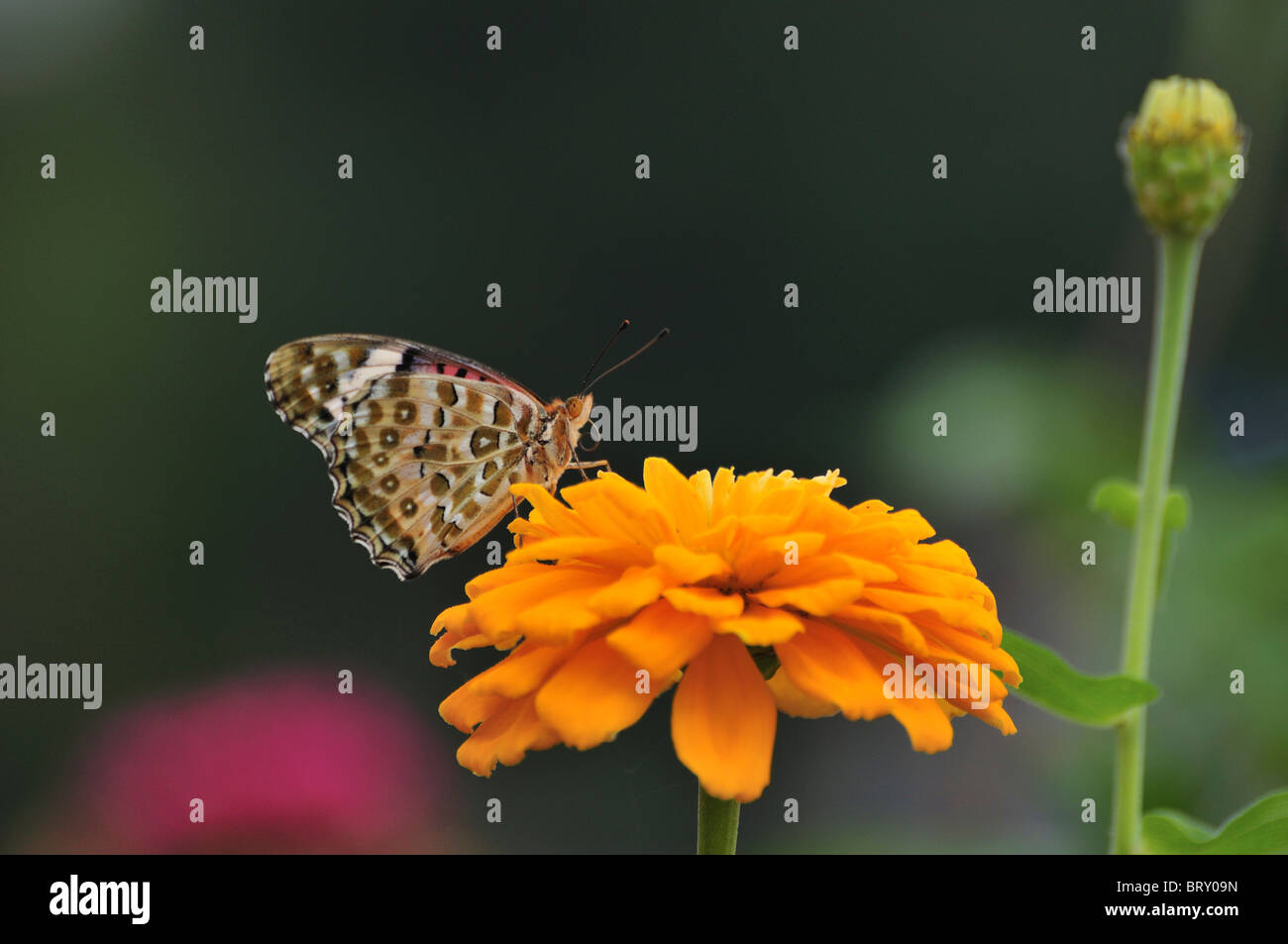 Fritillary Butterfly (Argyreus hyperbius) sur fleur, Chiba Prefecture, Honshu, Japan Banque D'Images