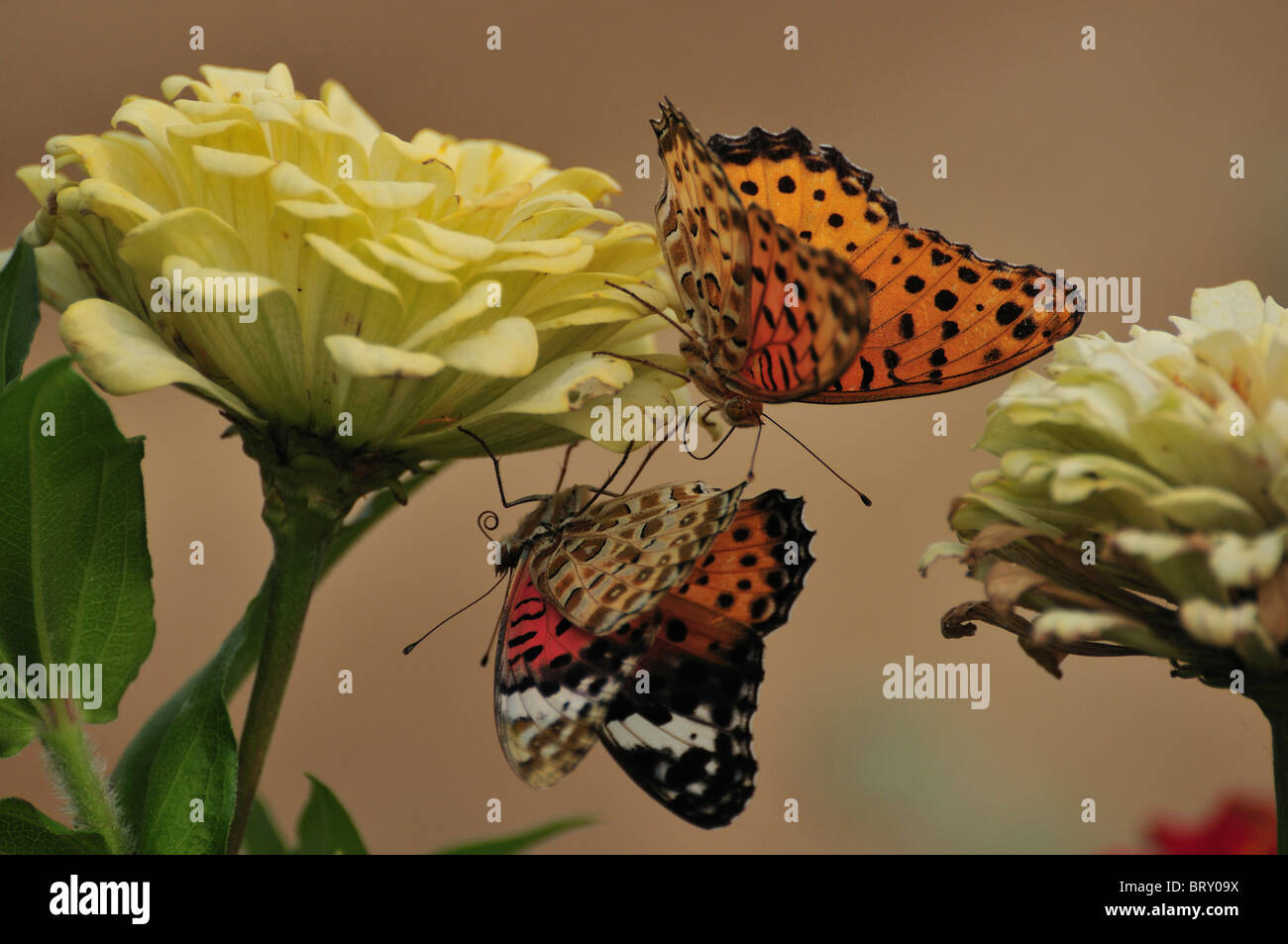 Fritillary Butterfly (Argyreus hyperbius) sur fleur, Chiba Prefecture, Honshu, Japan Banque D'Images