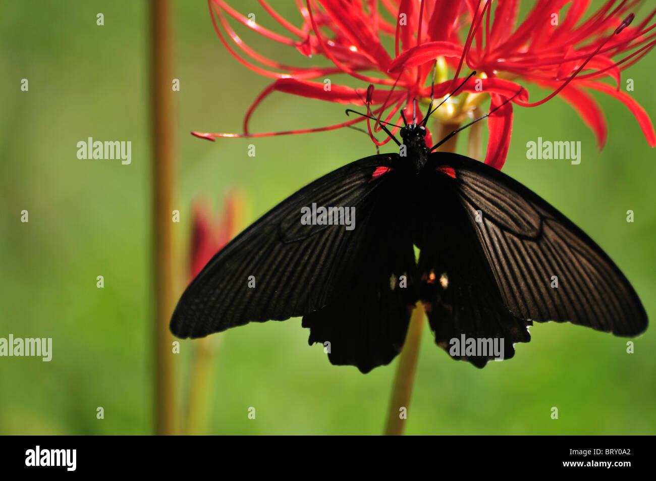 Grand Mormon Papilio memnon) sur fleur, Chiba Prefecture, Honshu, Japan Banque D'Images