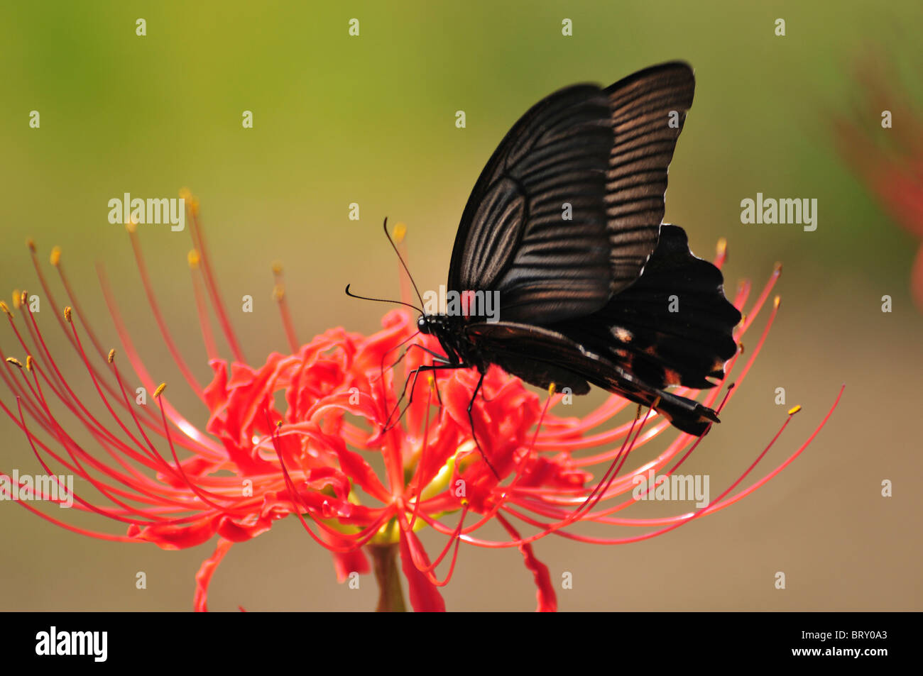 Grand Mormon Papilio memnon) sur fleur, Chiba Prefecture, Honshu, Japan Banque D'Images
