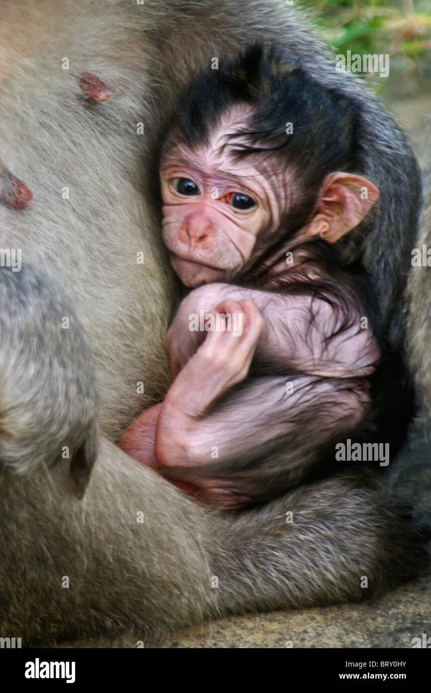 Bébé macaque à longue queue, Bali, Indonésie Banque D'Images