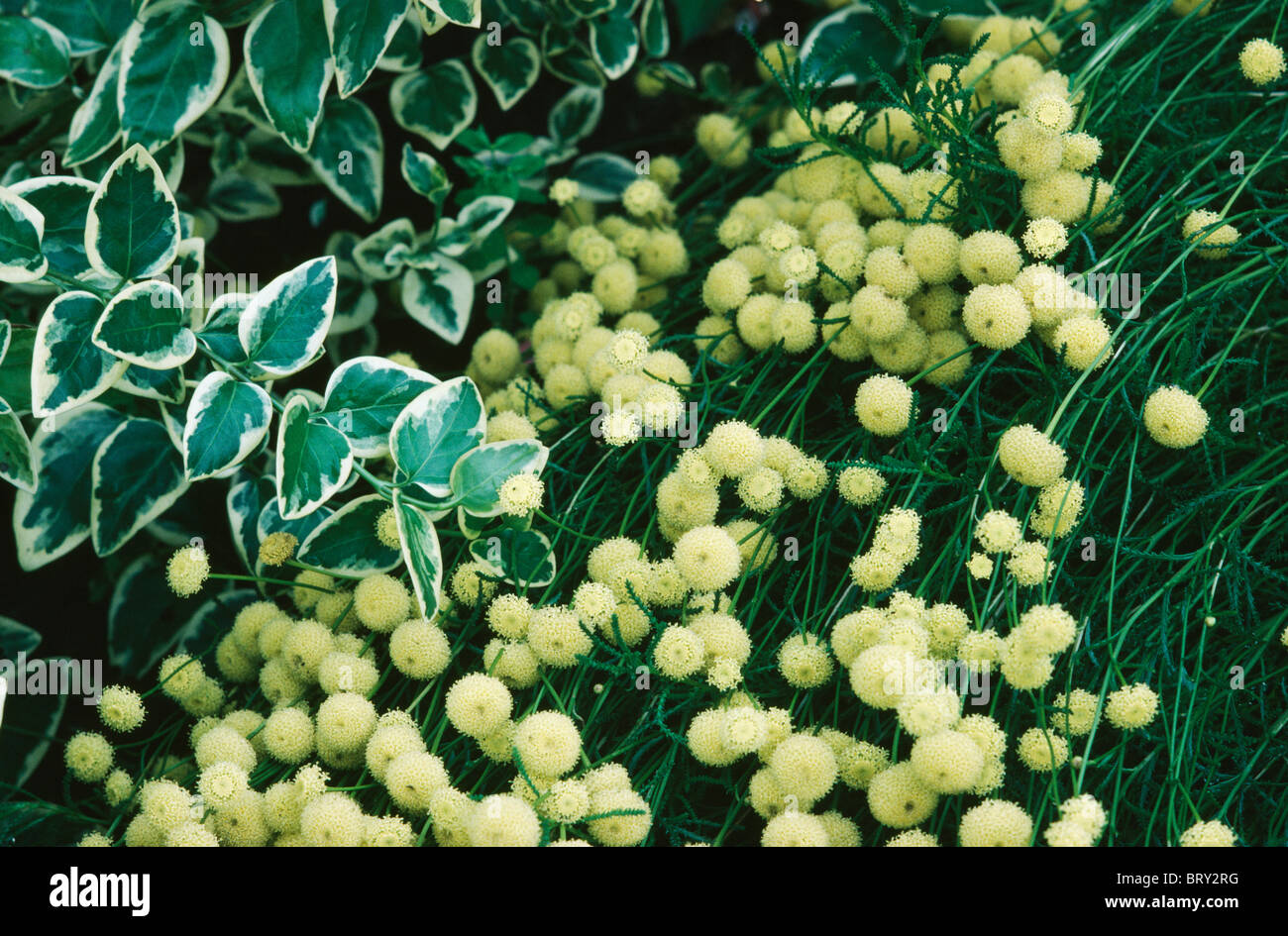 Close up de la pervenche panachée jaune et des fleurs de santoline Banque D'Images