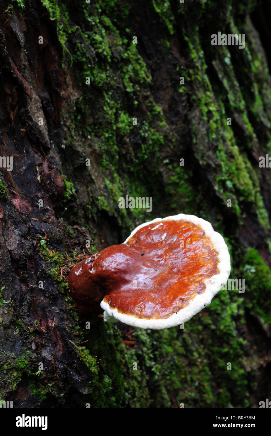 Plateau support de champignons champignon fruits fructification corps corps conk crève pourriture morts se décomposer de l'écosystème de l'arbre du bois en décomposition Banque D'Images