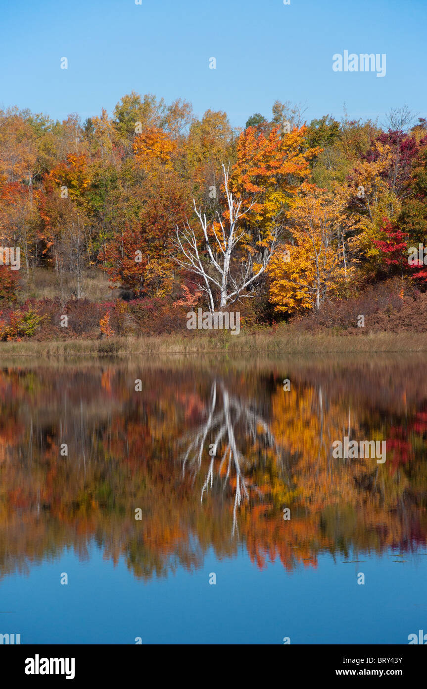 Feuillage d'automne reflètent dans un lac du nord de l'Ontario Banque D'Images