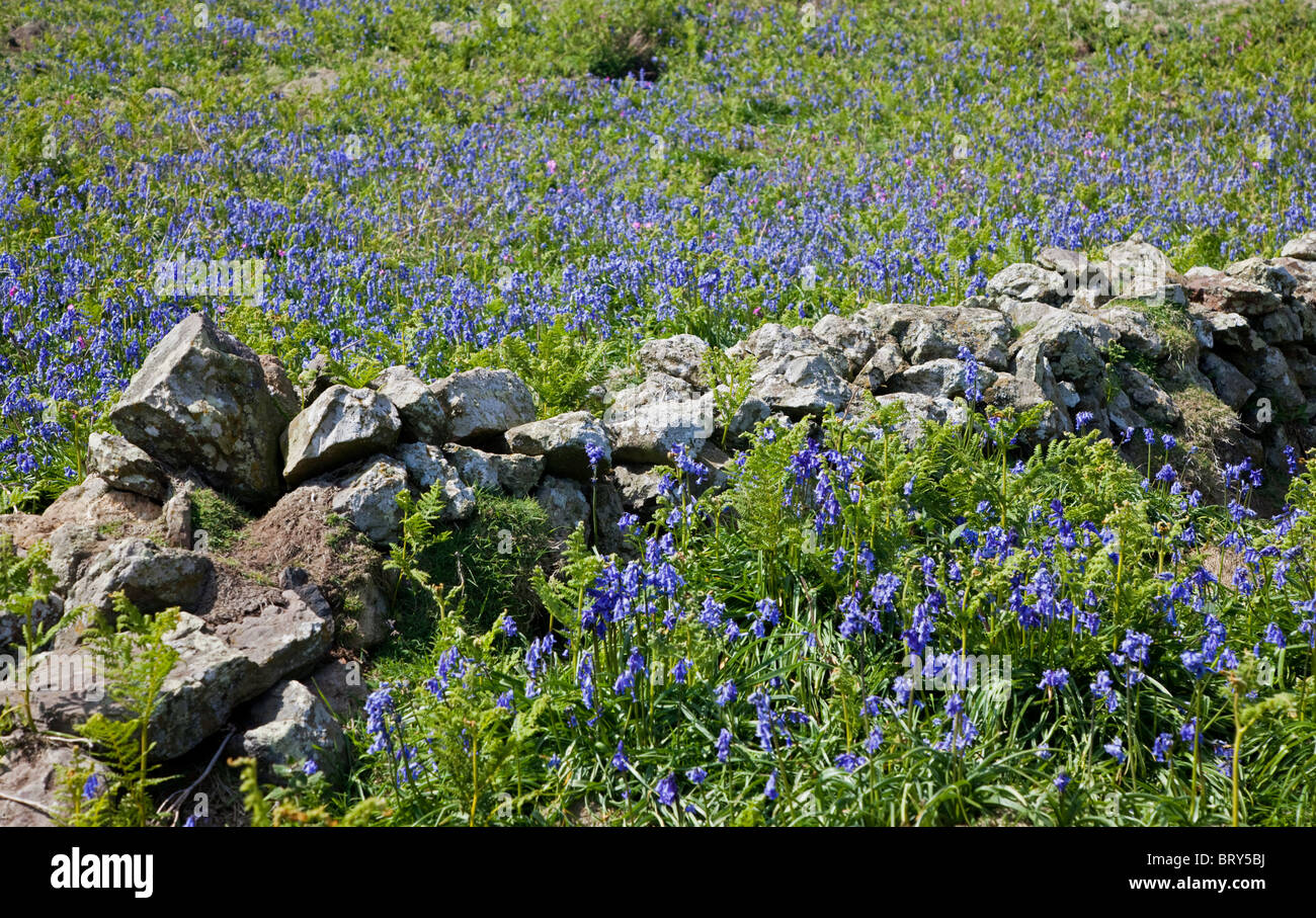 Mur en pierre et l'île de Skomer, jacinthes, au Pays de Galles Banque D'Images