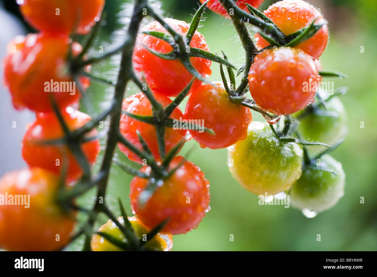 Tomates cerise sur la Banque D'Images