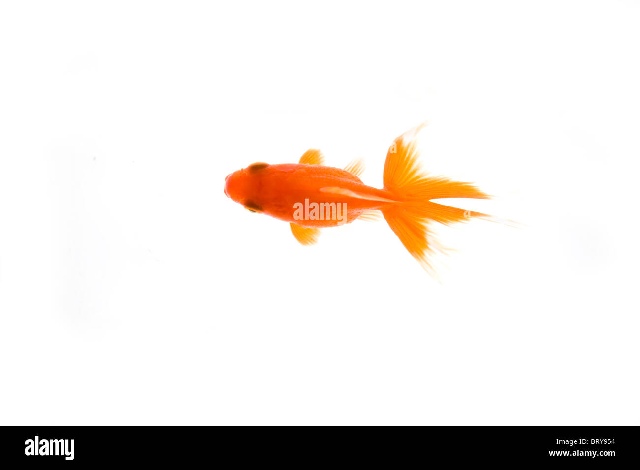 Goldfish High angle view Banque D'Images