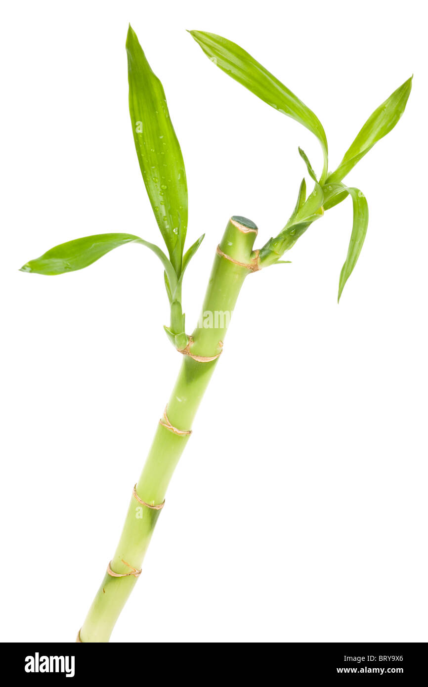 Lucky Bamboo avec fond blanc Banque D'Images