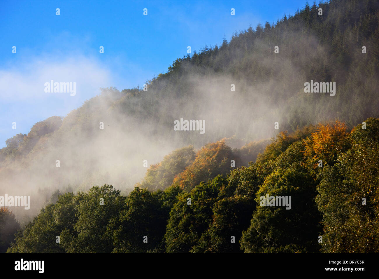 Brume matinale en forêt Blorenge Wales UK Banque D'Images