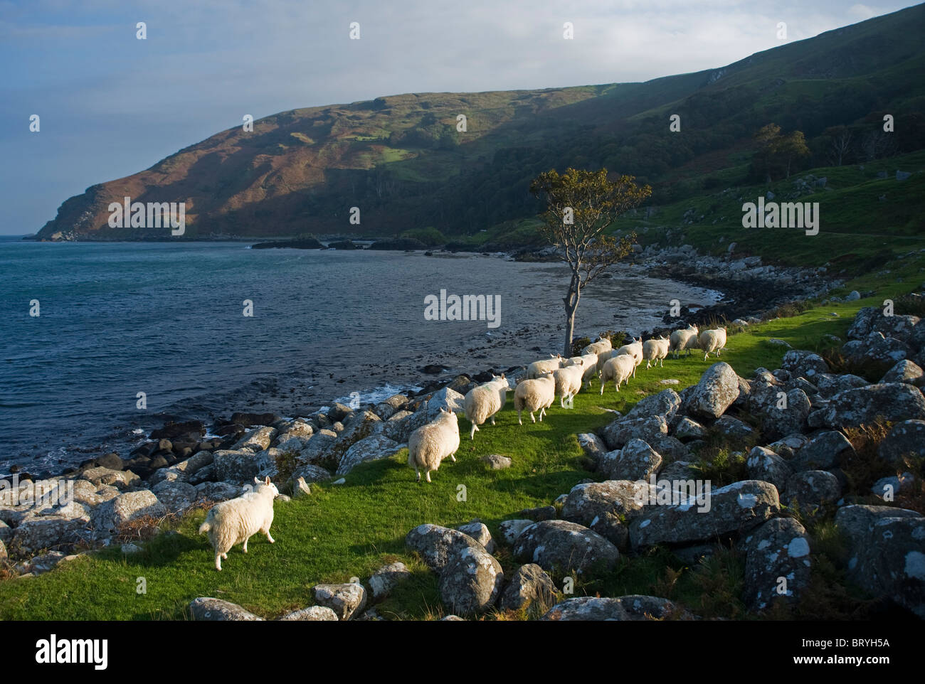 Murlough Bay, au nord de la Côte d'Antrim, en Irlande du Nord. Banque D'Images