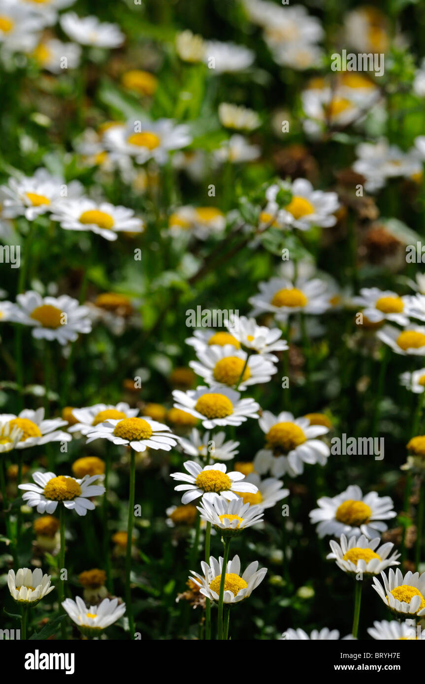 Chrysanthemum Paludosum Snowland Nain Daisy De Type