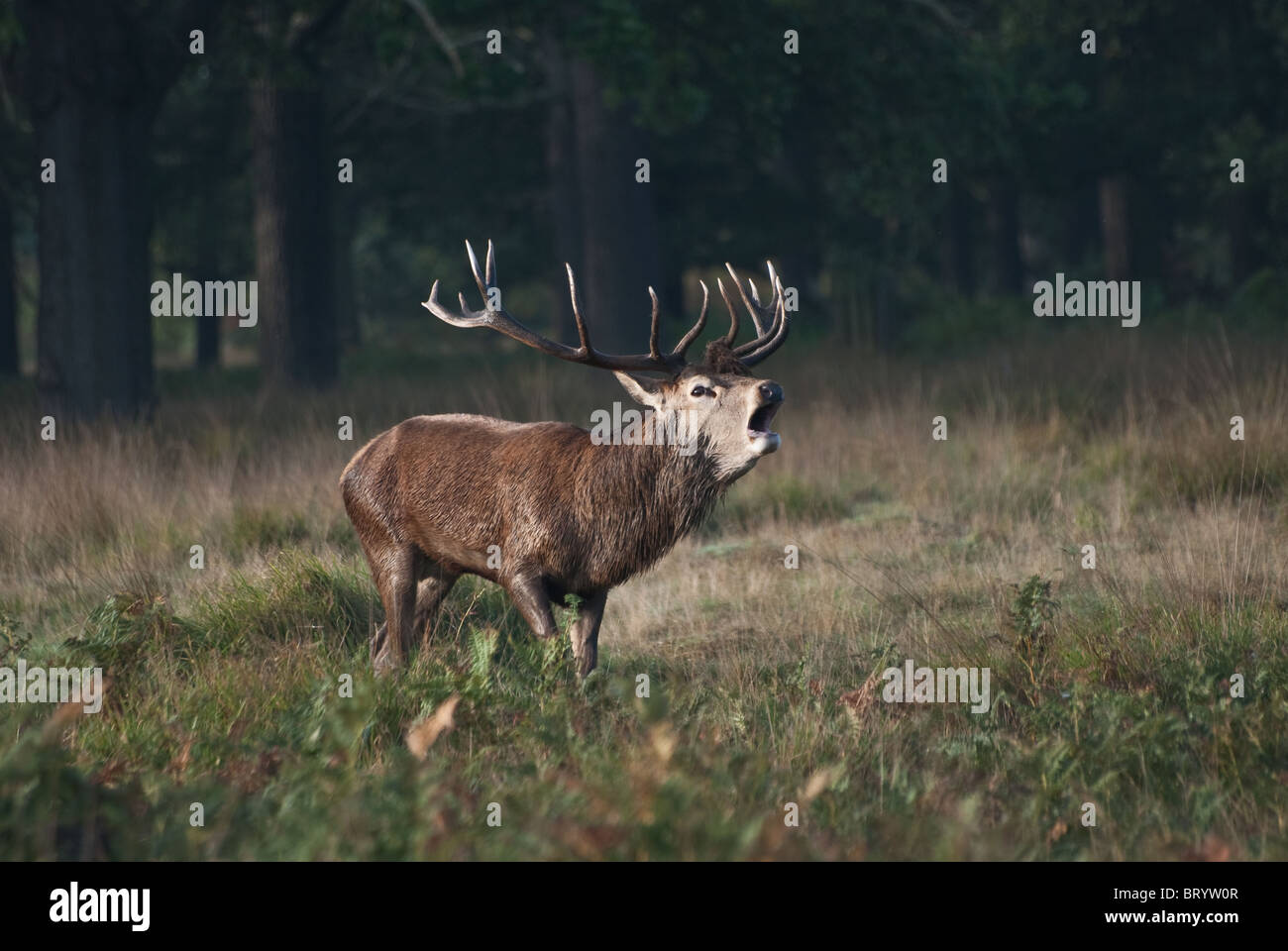 Red Deer stag beuglant Banque D'Images