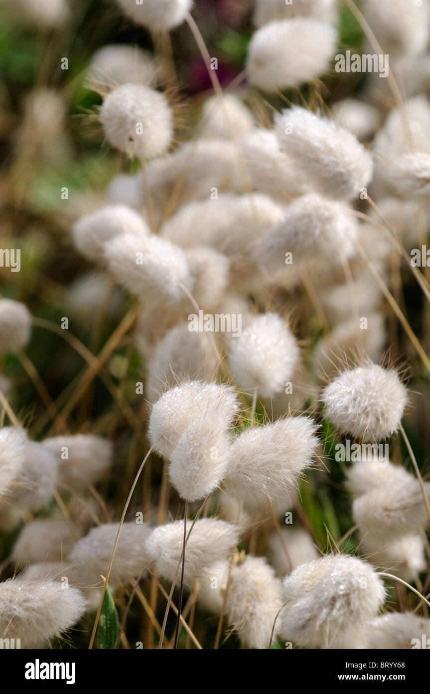 Lagurus ovatus Queue queue de lièvre lapin herbe panicule inflorescence du lapin-queue de plantes ornementales annuelles awn blanc crème Banque D'Images