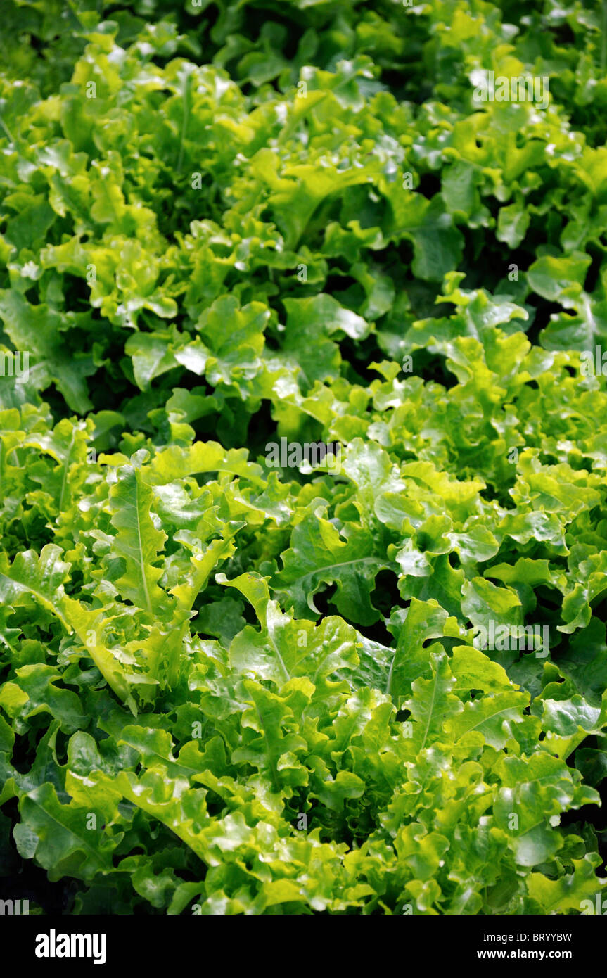 Bol à salade de laitue Lactuca sativa des feuilles vert moyen d'offres savoureux entaille profonde feuilles plumeuse Banque D'Images