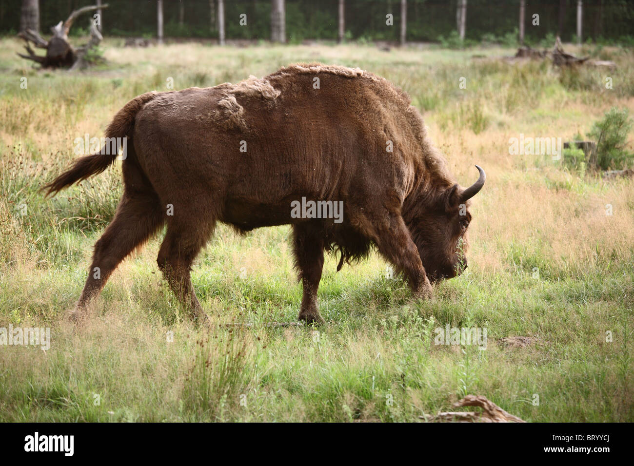 Un bison dans Belavezhskaya Pushcha, Kamjanjuki, Bélarus Banque D'Images