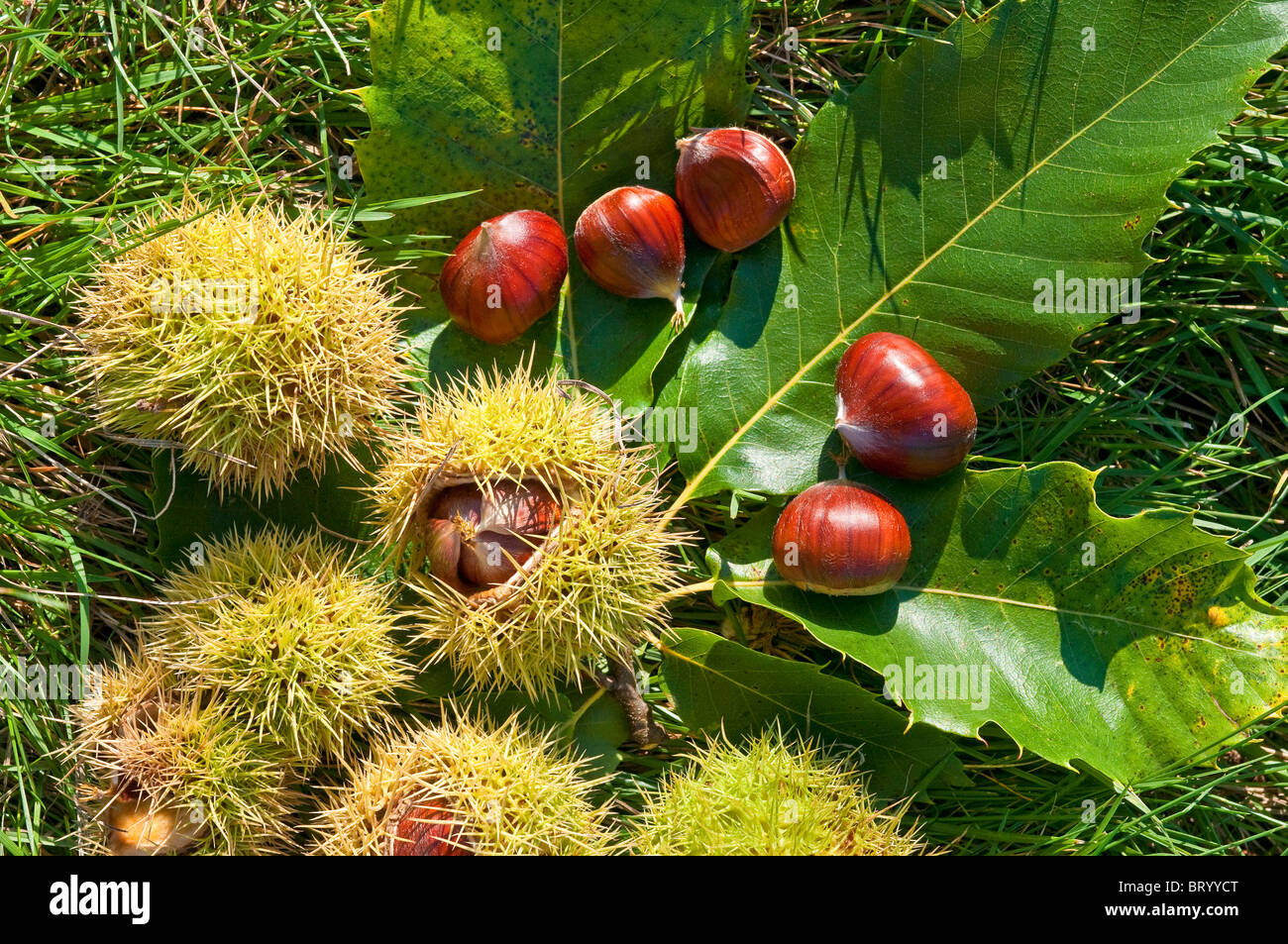 Châtaignes espagnol / Castanea sativa - sud-Touraine, France. Banque D'Images