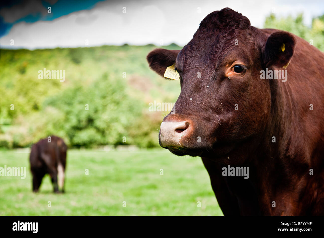 Les vaches du troupeau de vaches Titsey Sussex pâturage en face de Titsey Place, Oxted Banque D'Images