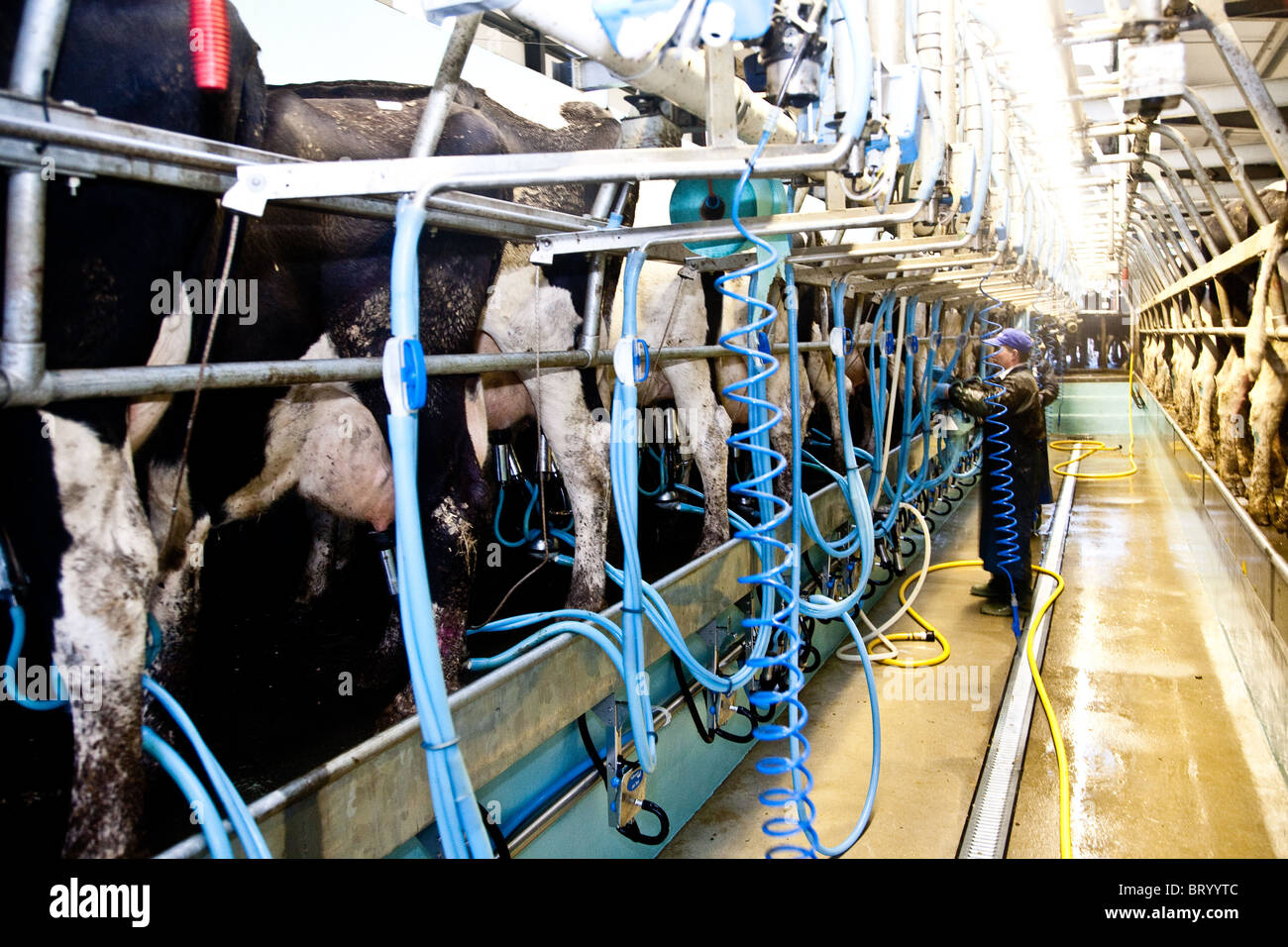 La traite des vaches dans une laiterie près de Leigh, Surrey Banque D'Images