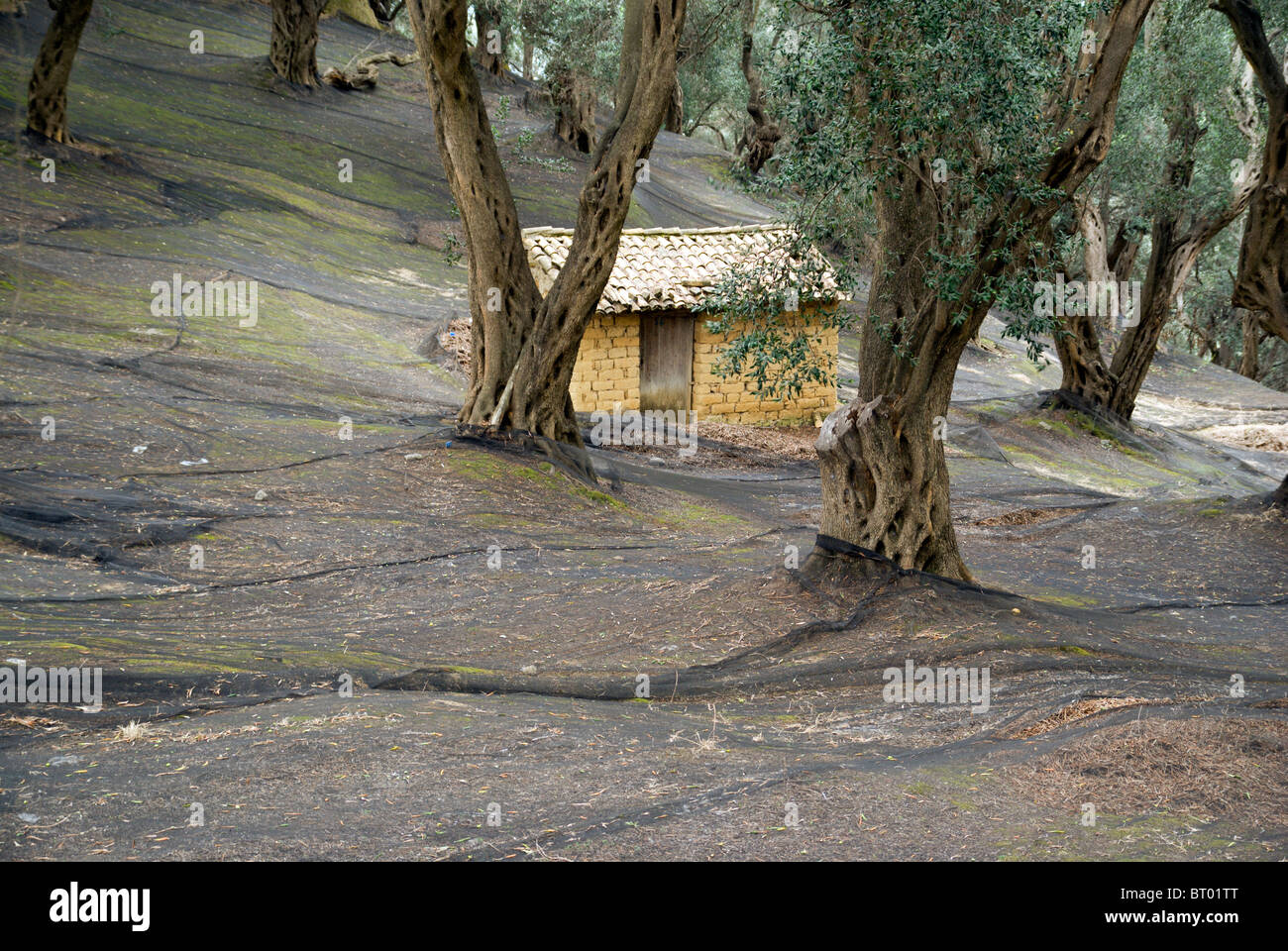 Cabane d'agriculteurs parmi les oliviers, San Stefanos, nord ouest de Corfou, Grèce. Banque D'Images