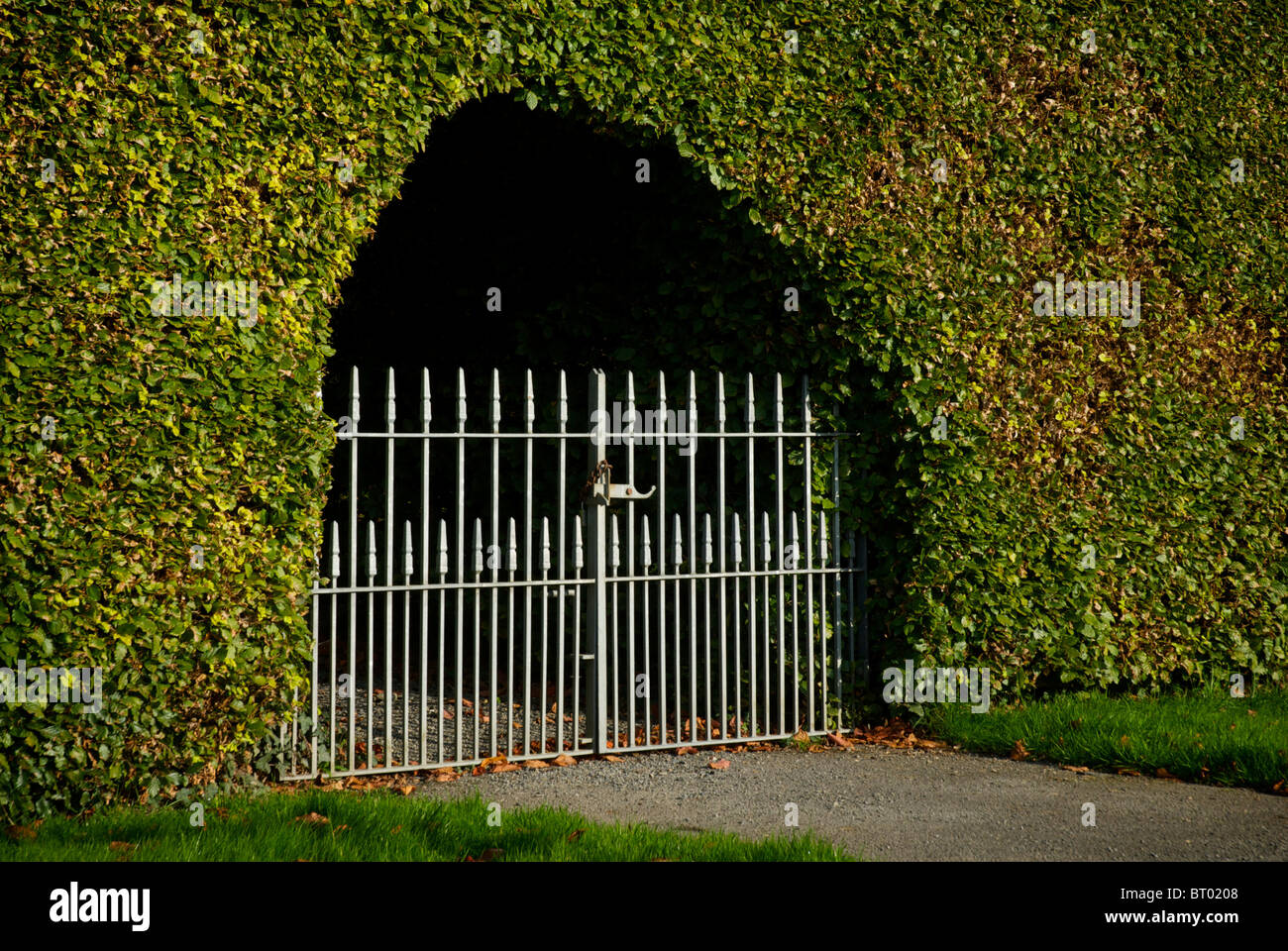 Gate dans une haie coupée Banque D'Images