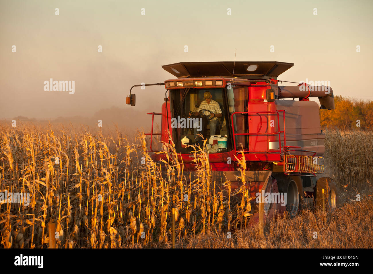 Un agriculteur dans une moissonneuse-batteuse de la récolte de maïs Banque D'Images