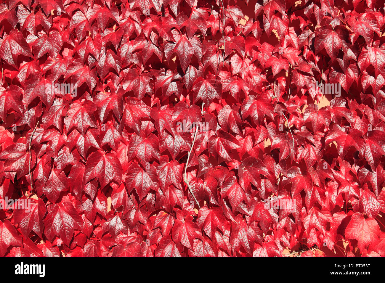 Vin avec les feuilles d'automne qui croissent sur facadel dans le village de Kallmuenz Allemagne Bavière Haut-palatinat. Photo par Willy Matheisl Banque D'Images Vin avec les feuilles d'automne qui croissent sur facadel dans le village de Kallmuenz Allemagne Bavière Haut-palatinat. Photo par Willy Matheisl Banque D'Images