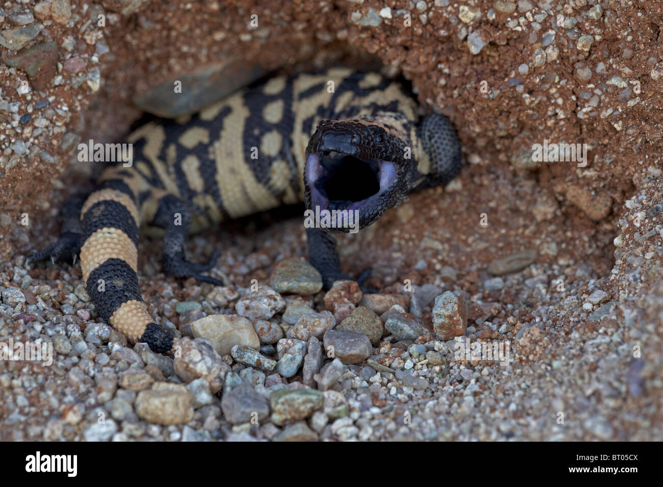 Monstre de Gila (Heloderma suspectum) désert de Sonora - Arizona - réaction défensive, l'un des deux lézards venimeux dans le monde Banque D'Images