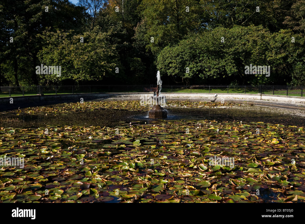 L'étang aux nénuphars et fontaine dans Haigh country park, Wigan Banque D'Images